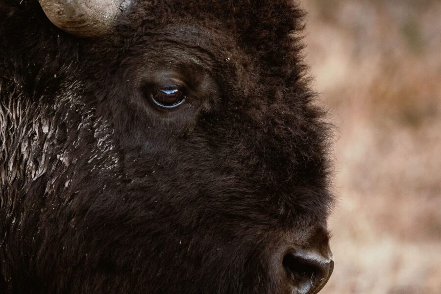 close up of bison's face.