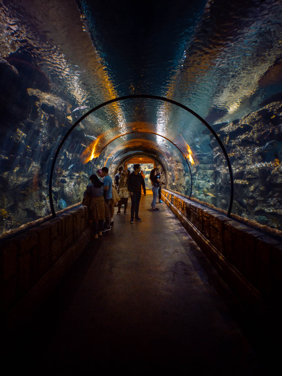 The Shark Reef Aquarium tunnel in Las Vegas.