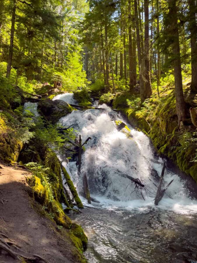Little Zigzag Waterfall in the Mount Hood National Forest with light illuminated trees and parts of the white cascading waterfall.