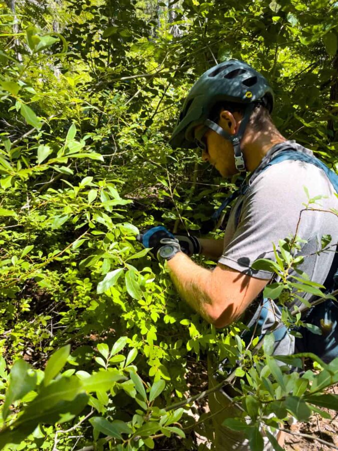 Jay in a huckleberry bush with biking helmet on picking huckleberries on the Timberline to Town trail.