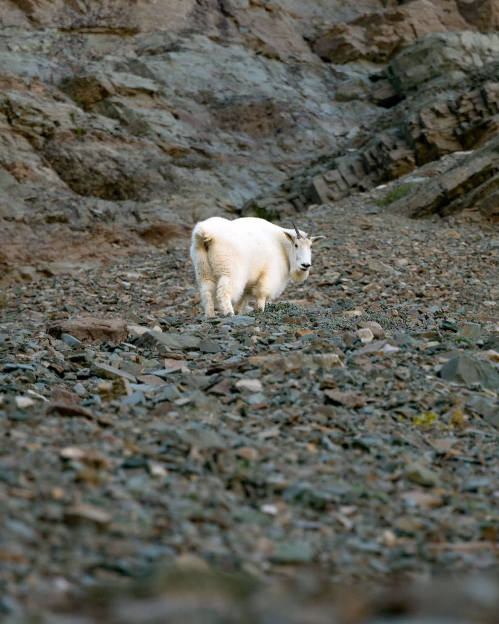 A mountain goat with thick white fur and curved black horns stands on a rocky slope, gazing back at the camera. The rugged terrain of loose stones and steep cliffs serves as a dramatic backdrop, emphasizing the goat's agility in its high-altitude habitat.