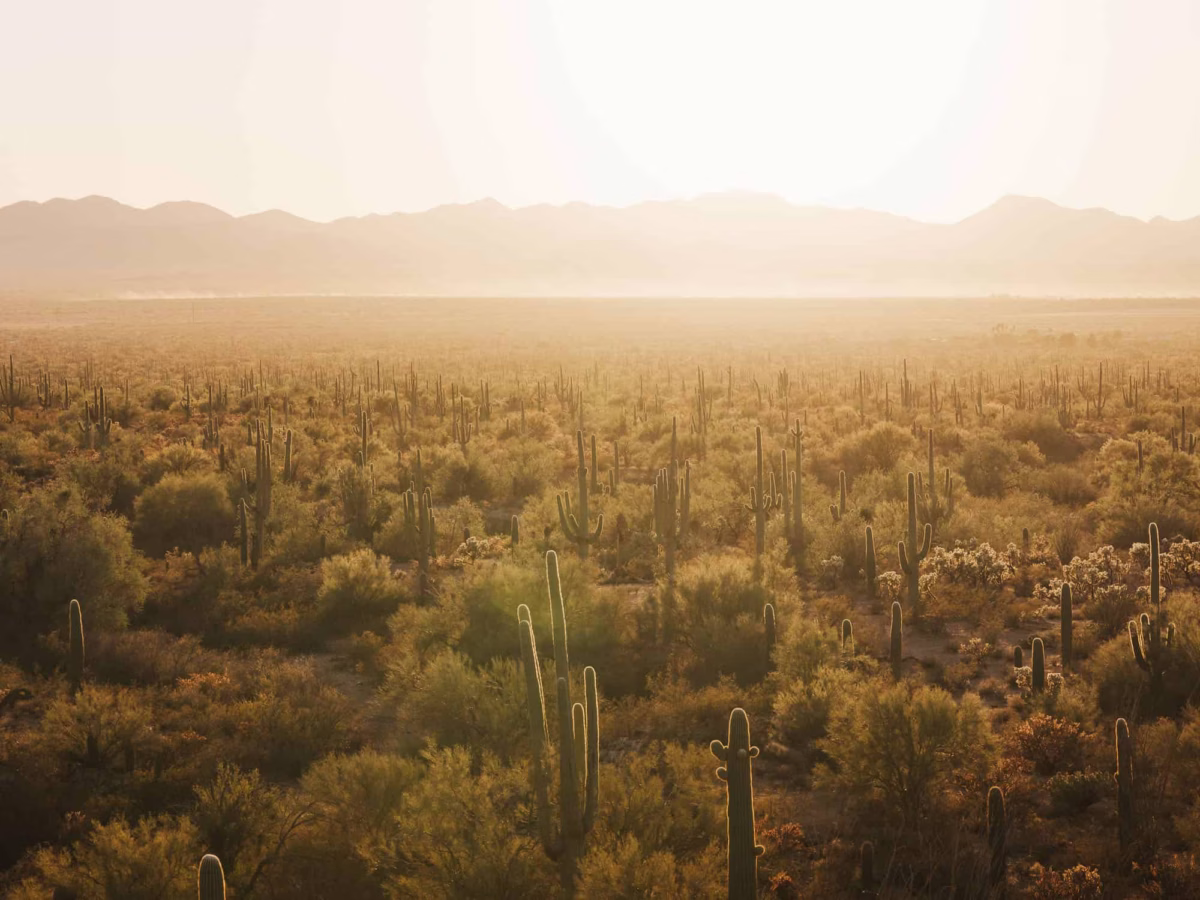 Sea of Saguaros at sunset set in Saguaro national park.
