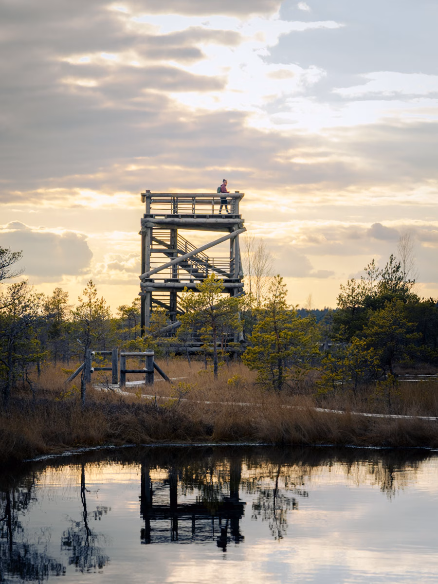 ooden watchtower reflected in a still pond at sunset in Kemeri National Park near Riga.
